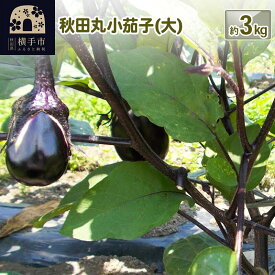 【ふるさと納税】秋田丸小茄子（大）3kg [先行予約 ナス なす 茄子 野菜 秋田県 横手市]