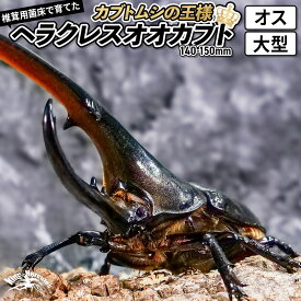 【ふるさと納税】《TVで紹介されました》ヘラクレスオオカブト（成虫）オス 大型（140-150mm） 飼育ケース・マニュアル付き カブトムシ