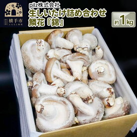 【ふるさと納税】鱗花 -錦-（生椎茸） 約1kg