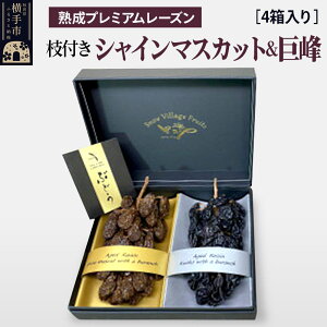 【ふるさと納税】熟成プレミアムレーズン 枝付きプレミアムセット(シャインマスカット&巨峰) 4箱セット