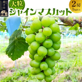 【ふるさと納税】11月上旬より発送 大粒シャインマスカット2房（1kg以上）
