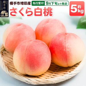 yӂ邳Ɣ[Łzystz9{蔭 scY̓i甒j5kg