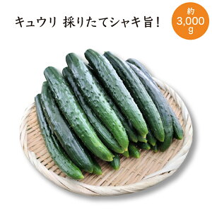 yӂ邳Ɣ[ŁzyIׂeʁIzLE ̂肽ăVL|I 1500g or 3000g y40P3219E80P3205z
