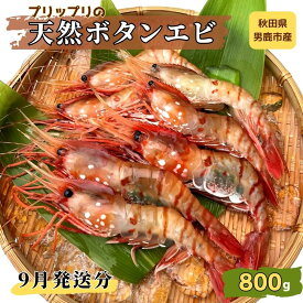 【ふるさと納税】【9月発送分】産地直送 ボタンエビ たっぷりの約800g！ ぷりっぷりでとろける甘さ お刺身や海鮮丼に 秋田県 男鹿市 萬漁水産 　【海老・ぼたんエビ・ボタンエビ ・海鮮】　お届け：2024年9月上旬頃～2024年9月下旬頃まで