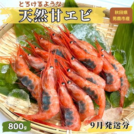 【ふるさと納税】【9月発送分】産地直送 甘えび たっぷりの約800g！ とろける甘さ ナンバンエビ お刺身や海鮮丼に 秋田県 男鹿市 萬漁水産　【甘海老・あまエビ・ナンバンエビ・南蛮エビ・甘エビ・エビ・刺身】　お届け：2024年9月上旬頃～2024年9月下旬頃まで