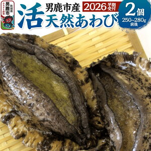 yӂ邳Ɣ[Łzs2026N7{`8{tjYVR 1`3 (450`500g)  Ar Hc jY