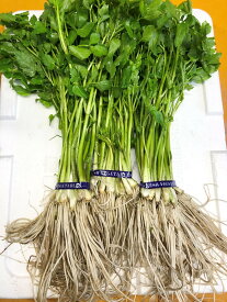 【ふるさと納税】【秋田伝統野菜】三関産せり 5束 せりしゃぶ 冬野菜 鍋料理 セリ鍋 しゃぶしゃぶ 天ぷら おひたし サラダ【BARUバイオジャパン吉村】[B9916]