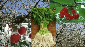 yӂ邳Ɣ[Łzyցz䂴lG̕ւ`Oւ炠Ȃց` O֎Y } O֎Yӂ100SW[X OփZyijCRASz[D6-10901]