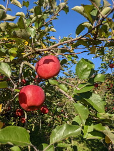 �y�ӂ邳�Ɣ[�Łz�y2026�N1���ȍ~�����\��z�O�փ����S �T���ӂ� ����10kg �y�����ʎ����z[B5-11101]