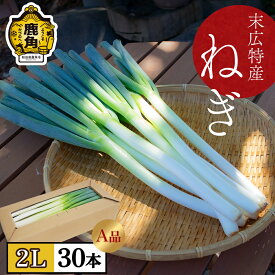 【ふるさと納税】《 先行予約 》 秋田県 鹿角市 末広特産 ねぎ A品 2L × 30本（約 5kg ） ネギ 葱 白ねぎ 長ネギ 旬 新鮮 野菜 味噌汁 薬味 家庭用 お取り寄せ ギフト お中元 お歳暮 ふるさと 返礼品 鹿角市 かづの 秋田 送料無料 【末広ファーム】