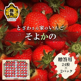 【ふるさと納税】 完熟いちご そよかの 贈答用 24粒 × 2パック おすそ分け 県産いちご 国産いちご いちご 苺 イチゴ お中元 お歳暮 母の日 父の日 贈り物 贈答用 ホワイトデー グルメ 秋田 あきた 鹿角市 鹿角 送料無料 【とざわさん家のいちご】