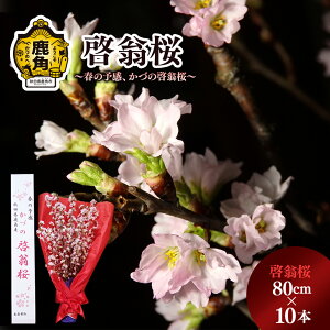yӂ邳Ɣ[Łzs s\ t [ ( 80cm × 10{ )   CeA 퉷 t ~ Ԍ     v[g yY ̓ 蕨 p ƒp O Mtg ̋ Hc 