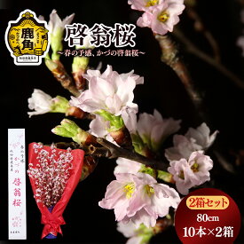 【ふるさと納税】《 先行予約 》 啓翁桜 ( 80cm × 10本 ) 2箱セット 生花 花 インテリア 常温 春 冬 花見 お正月 結婚 卒園 卒業 プレゼント お土産 母の日 贈り物 贈答用 家庭用 グルメ ギフト 故郷 秋田 あきた 鹿角市 鹿角 送料無料 【さとう農園】