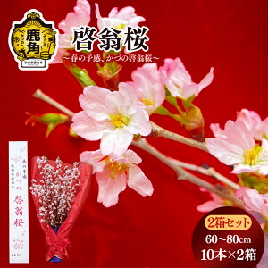 yӂ邳Ɣ[Łzs s\ t [ ( 60`80cm × 10{ ) 2Zbg   CeA t ~ Ԍ     v[g yY ̓ 蕨 p ƒp O Mtg 