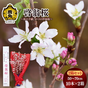 yӂ邳Ɣ[Łzs s\ t [ ( 50`70cm × 10{ ) 2Zbg   CeA t ~ Ԍ     v[g yY ̓ 蕨 p ƒp O Mtg 