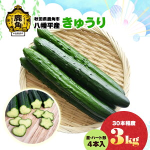 yӂ邳Ɣ[ŁzHcpsY イ 2kg / 3kg i 20`30{x jEn[g`イt LE ӉZ  Ė VN { H׍ lߍ킹   O Mtg 