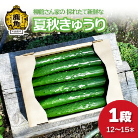 【ふるさと納税】《先行予約》令和8年産 夏秋 きゅうり 1段（12〜15本入）秋田県鹿角産 新鮮 旬 安全 採れたて 胡瓜 国産野菜 お中元 お歳暮 お取り寄せ グルメ ギフト 秋田 あきた 鹿角市 鹿角 送料無料【柳館 信義】