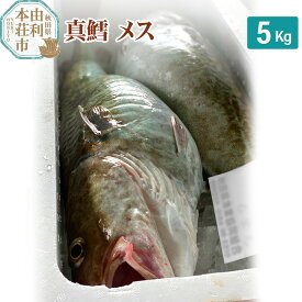 【ふるさと納税】真鱈 【メス】 5kg 天然 漁師直送 (配送期間 10月～1月末予定、期間外は次期予約扱い) マダラ タラ 高級魚 たら まだら 魚