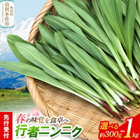 【ふるさと納税】《先行受付》行者ニンニク【選べる容量：約300g／約500g／約1kg】 [山菜 行者にんにく 自然栽培 野菜 天然 天然山菜 国産 先行予約 秋田熊の子山菜便 秋田県産]