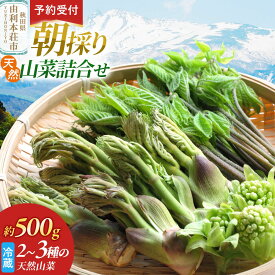 【ふるさと納税】《予約受付》朝採り発送！天然山菜詰合せ 約500g（2〜3種類） [山菜 天然山菜 さんさい 野菜 詰合せ 詰め合わせ 朝採り発送！ 天ぷら おひたし 煮物 秋田県産 国産]