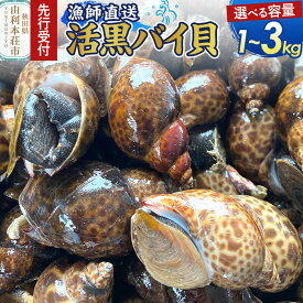 【ふるさと納税】《先行受付》由利本荘市産 活黒バイ貝【選べる容量：1kg／2kg／3kg】《一部地域限定配送》 [徳栄丸 バイ貝 秋田県産 国産]