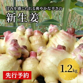 【ふるさと納税】 秋田県 にかほ市産 新生姜1.2kg【 生姜 しょうが ショウガ ジンジャー 薬味 】　お届け：2025年10月～11月30日まで