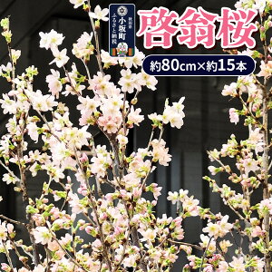 �y�ӂ邳�Ɣ[�Łz�[���� ��80cm×��15�{ ������ �� �T�N�� �ԃM�t�g �v���[���g �[���������