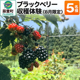 【ふるさと納税】ブラックベリー 収穫体験（2024年8月限定） 5名様分 フルーツ 果物 秋田県 藤里町 菓子工房エスポワール