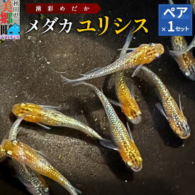 【ふるさと納税】めだか ユリシス (1ペア) メダカ 生体 観賞用 魚 ペット 観賞魚