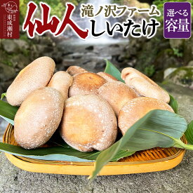 【ふるさと納税】椎茸 仙人しいたけ 【選べる容量】 滝ノ沢ファーム 菌床 シイタケ きのこ 食べ応え 肉厚 茸 秋田県 国産 大ぶり 高品質 [きのこ しいたけ 椎茸 シイタケ 東成瀬村 食べ応え 菌床 無農薬 農薬不使用 朝採り 新鮮 食感 ギフト]