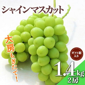 【ふるさと納税】【先行受付 令和8年度発送】大房もぎたてシャインマスカット2房 1.4kg ギフト箱入り マスカット ぶどう ブドウ 葡萄 デザート フルーツ 果物 くだもの 果実 食品 山形県 FSY-0344