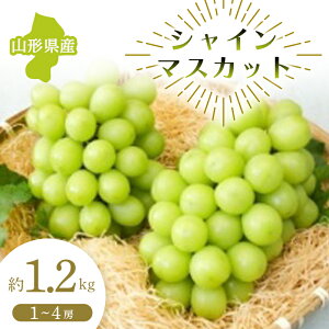 yӂ邳Ɣ[Łzys\ ߘa7NxzR`Y VC}XJbg 1.2kg }XJbg Ԃǂ uhE  fU[g t[c ʕ  ʎ Hi R` FSY-0681