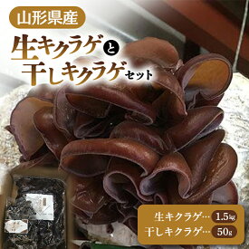 【ふるさと納税】【2024年発送 先行予約】 山形県産 生キクラゲ 約1.5kg と 干キクラゲ 50gのセット FSY-0701