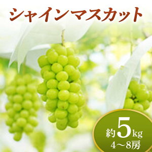 yӂ邳Ɣ[Łzss\ 2025Nxt VC}XJbg 5kg }XJbg Ԃǂ uhE  fU[g t[c ʕ  ʎ Hi R` FSY-0707