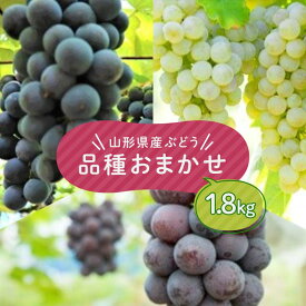 【ふるさと納税】 ≪先行予約2026年9月上旬頃～10月下旬頃発送≫山形県産ぶどう 品種おまかせ 1.8kg ぶどう ブドウ 葡萄 デザート フルーツ 果物 くだもの 果実 食品 山形県 FSY-1321