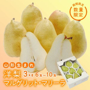 yӂ邳Ɣ[Łz ss\ 2026Nxtyʎzm}QbgE}[ 3kg Ȃ iV  fU[g t[c ʕ  ʎ Hi R` FSY-2569