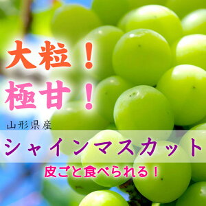 yӂ邳Ɣ[Łz sst 2025NtR`Y [嗱VC}XJbg 700g`800g }XJbg Ԃǂ uhE  fU[g t[c ʕ  ʎ Hi R` FSY-1800