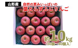 【ふるさと納税】自然の恵みいっぱいの葉とらずふじりんご 約10kg(36個～40個) fz22-029 リンゴ 林檎 フルーツ 果物 お取り寄せ 送料無料