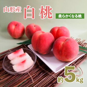 yӂ邳Ɣ[ŁzR`Y ʃTCY 5kg(18`22)[_炩Ȃ铍]yߘa8NYs\zFU21-159 ʕ t[c R` R` R`s  s\ 2026NY