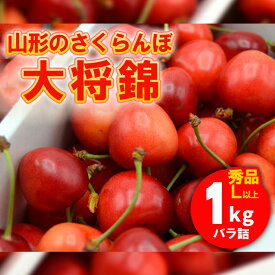 【ふるさと納税】山形のさくらんぼ 大将錦 1kg Lサイズ以上 バラ詰 【令和8年産先行予約】FS25-527 くだもの 果物 フルーツ 山形 山形県 山形市 お取り寄せ 2026年産