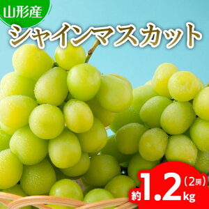 yӂ邳Ɣ[ŁzՂՂ̃VC}XJbg 2[ 1.2kg(1[500g`700g) yߘa8NYs\zFU22-743  ʕ t[c R` R` R`s  2026NY