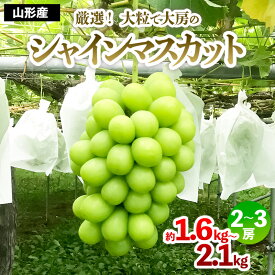 【ふるさと納税】厳選！大粒で大房のシャインマスカット 秀品 2〜3房入り（約1.6kg〜2.1kg）【令和8年産先行予約】FS24-666くだもの 果物 フルーツ 山形 山形県 山形市 お取り寄せ 先行予約 2026年産