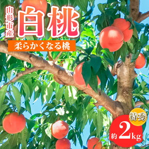 yӂ邳Ɣ[ŁzR`sY  Gi 2kg(4`8) _炩Ȃ铍yߘa8NYs\zFS24-756 ʕ t[c R` R` R`s  s\ 2026NY