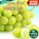 楽天限定 山形市産 シャインマスカット 秀 約2kg (2〜6房) 【令和8年産先行予約】FS24-658 くだもの 果物 フルーツ おいしい 人気 ぶどう 葡萄 マスカット 山形 山形県 山形市 お取り寄せ 2026年産 期間限定 限定