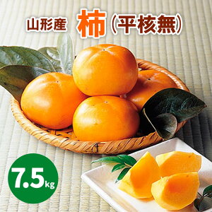 yӂ邳Ɣ[ŁzR`sYu`v(j) 7.5kg(36`40) FY25-907