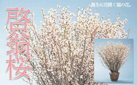 【ふるさと納税】山形市産「啓翁桜」80cm(2～3本入)×7袋 FZ19-433