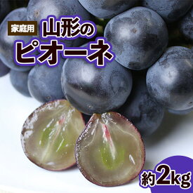 【ふるさと納税】【ご家庭用】山形のピオーネ 優品 約2kg(2〜6房)発送月を選べる【令和8年産先行予約】FS23-644くだもの 果物 フルーツ 山形 山形県 山形市 お取り寄せ 先行予約 2026年産