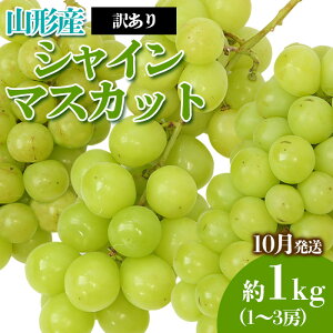 yӂ邳Ɣ[Łz[󂠂]܂̂Ԃǂ VC}XJbg 10 Di 1kg(1`3[x) yߘa7NYs\zFS23-819  ʕ t[c R` R` R`s 2025NY
