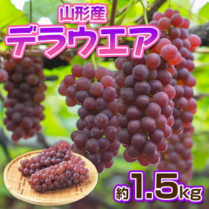 yӂ邳Ɣ[ŁzfEGA Gi 1.5kg(5`10[)yߘa8NYs\zFS23-881 ʕ t[c R` R` R`s  s\ 2026NY