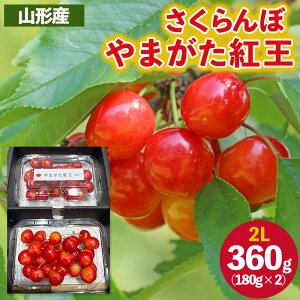 【ふるさと納税】さくらんぼ ”やまがた紅王” 2Lサイズ 360g(180g×2パック入り) 【令和8年産先行予約】FS25-054